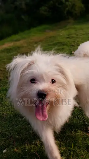 1+ year Male Purebred Maltese