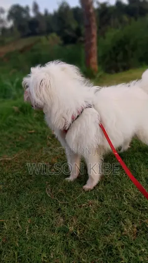 1+ year Male Purebred Maltese
