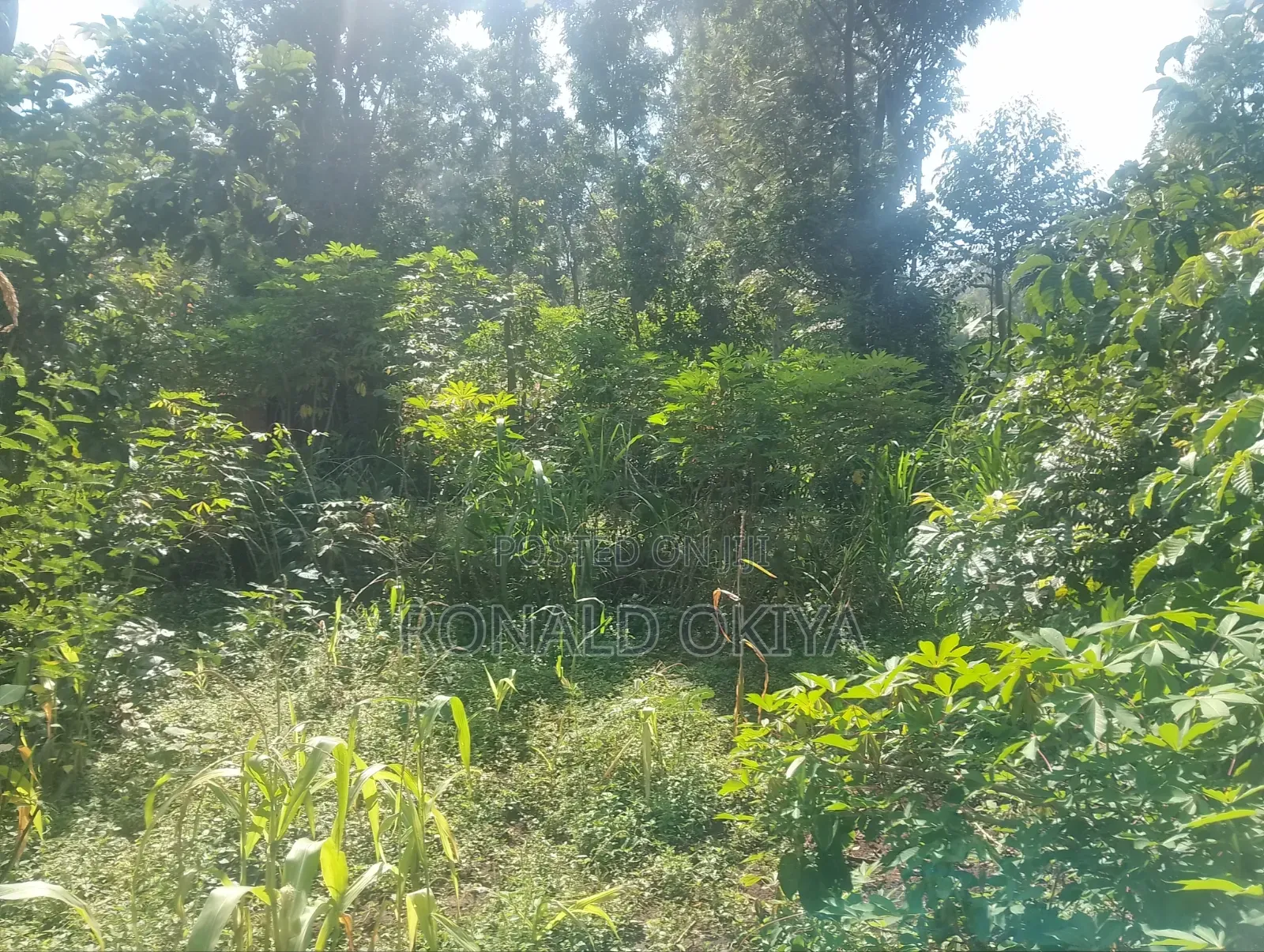 West Bunyore/ Ebusakami/3656