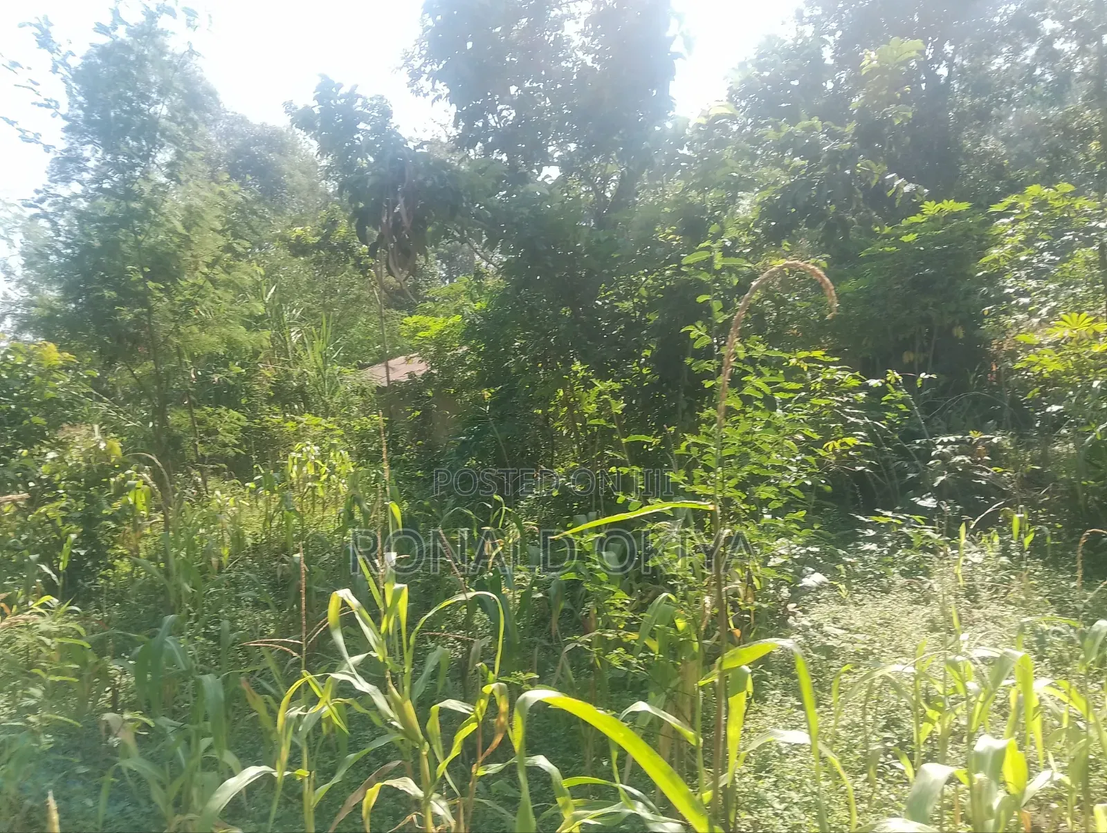 West Bunyore/ Ebusakami/3656