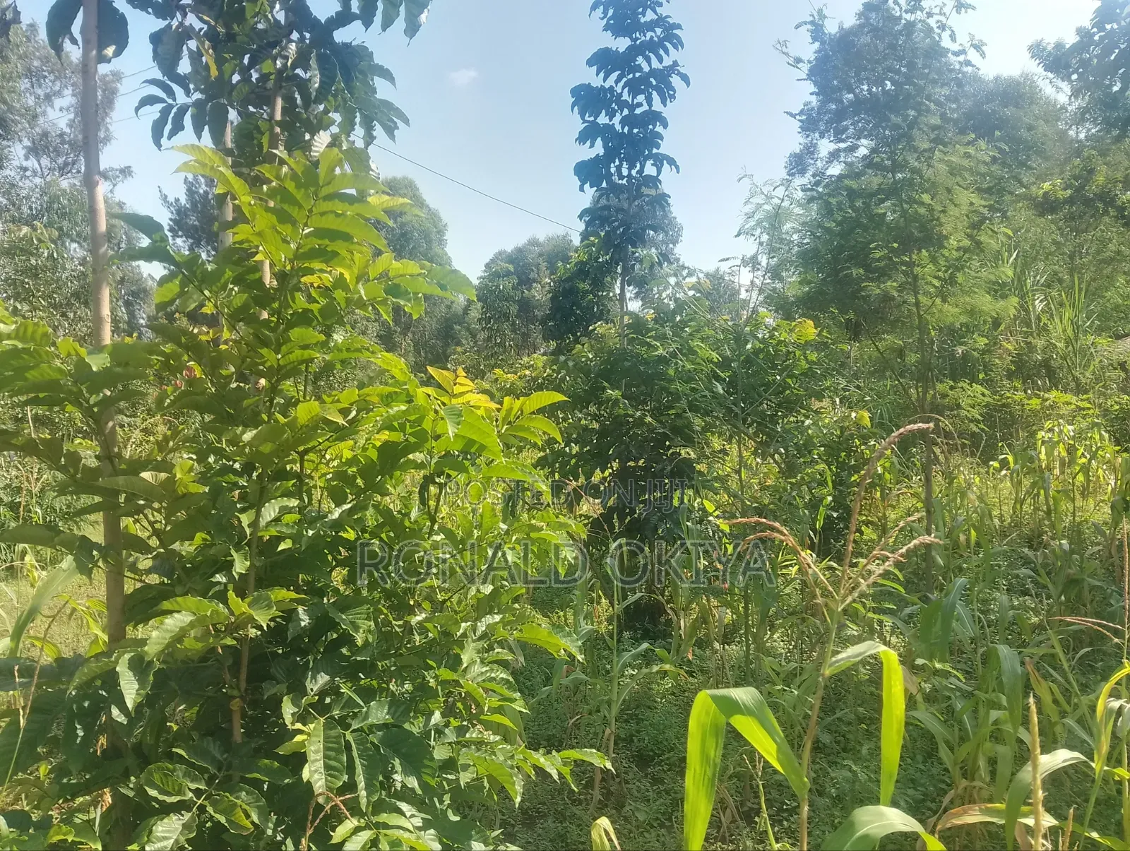West Bunyore/ Ebusakami/3656