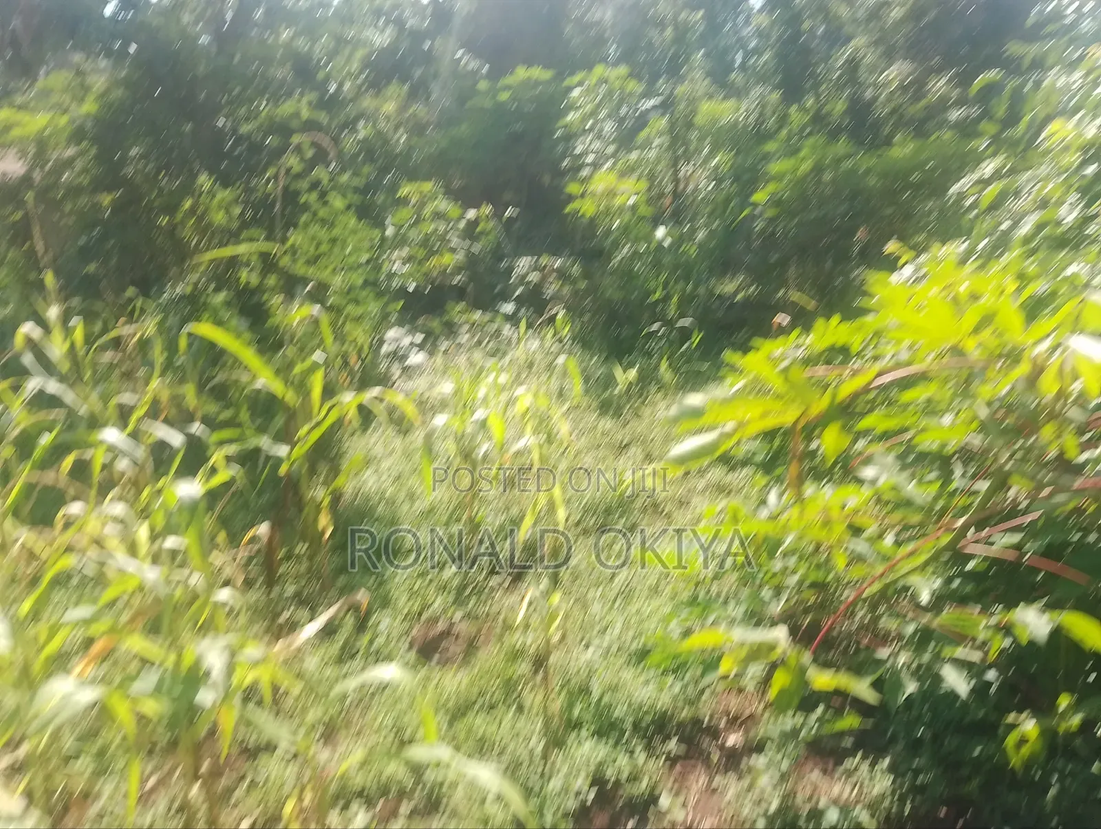 West Bunyore/ Ebusakami/3656