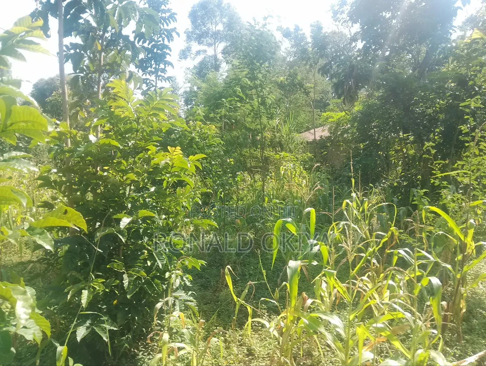 West Bunyore/ Ebusakami/3656