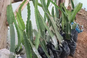 Ecuador Palora Yellow Dragon Fruit Seedlings