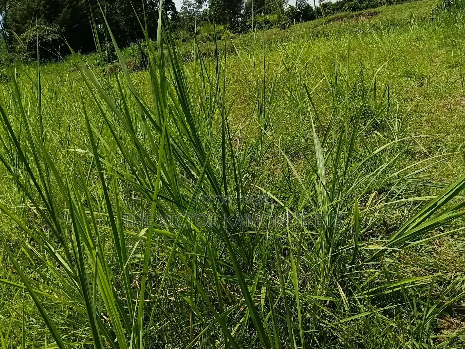 1 Acre Land