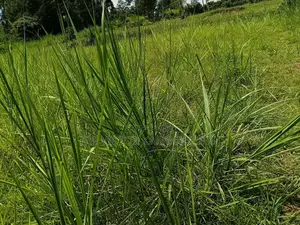 1 Acre Land