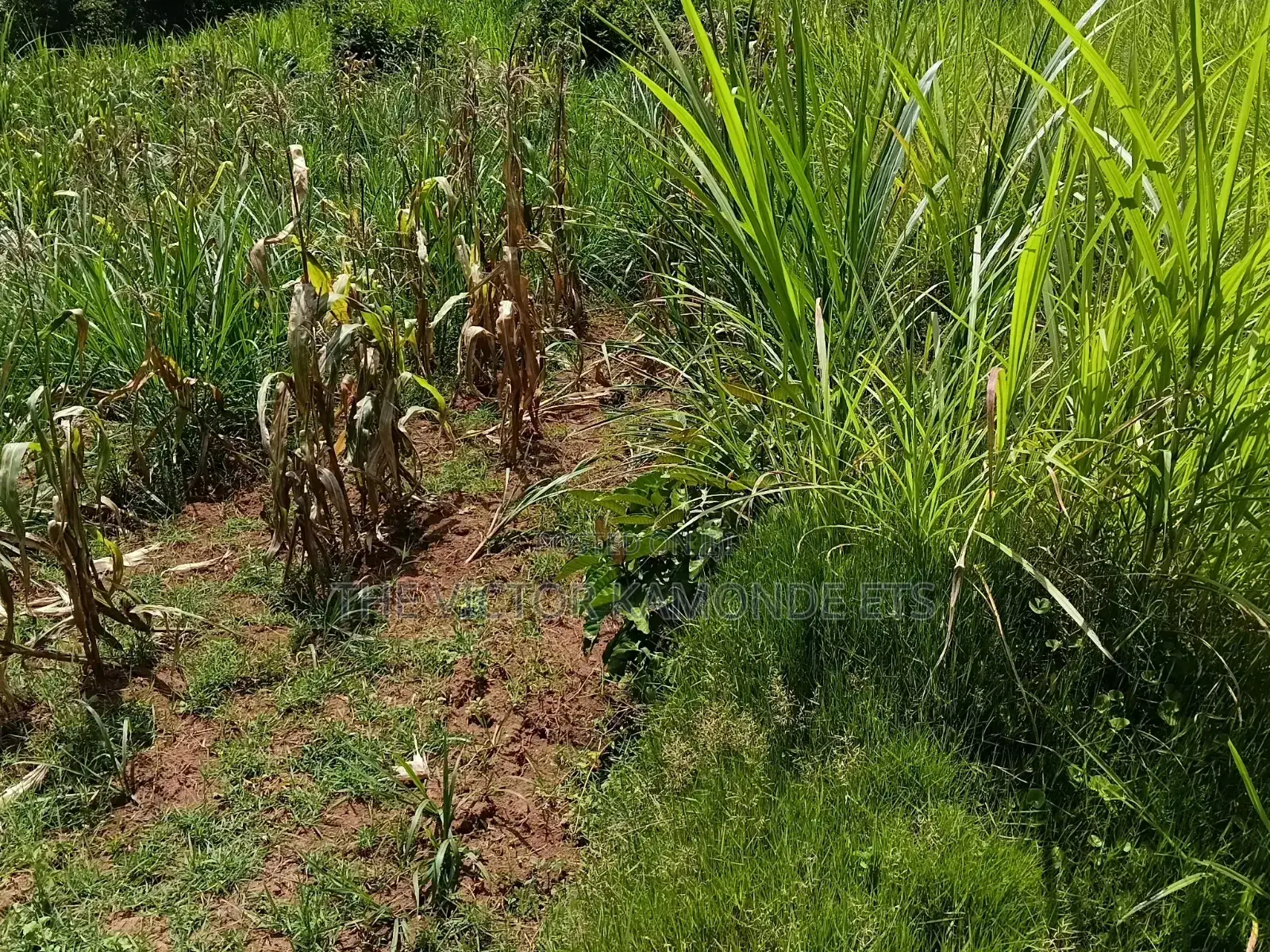 1 Acre Land