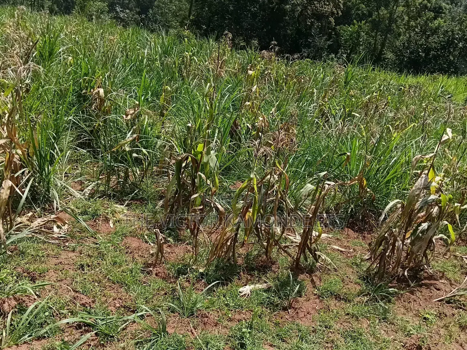 1 Acre Land