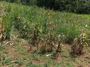 1 Acre Land