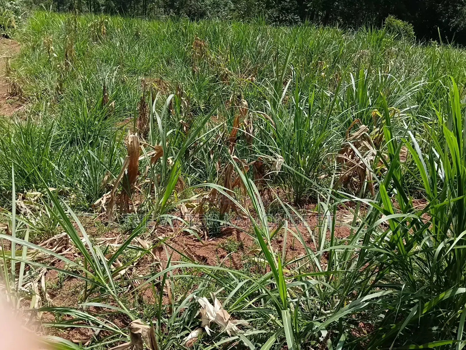 1 Acre Land