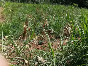 1 Acre Land