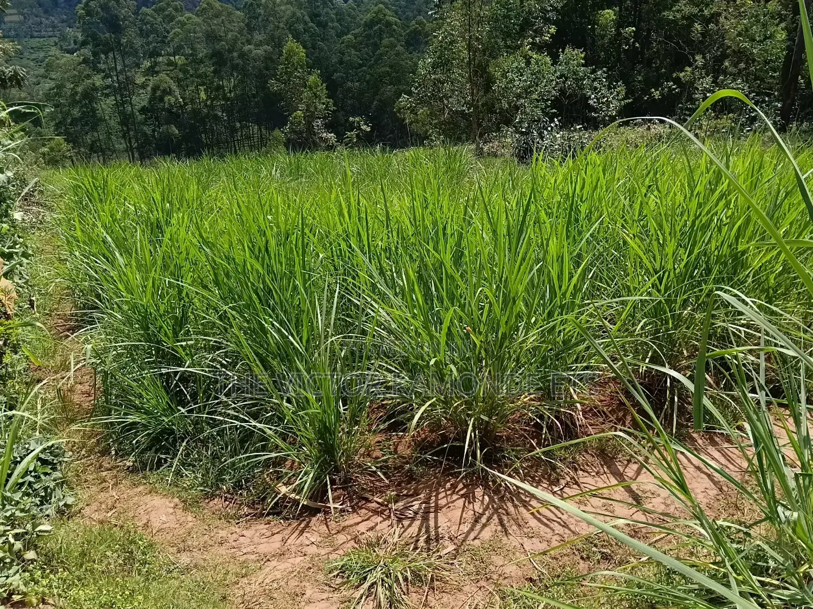 1 Acre Land