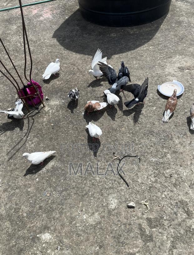 Domestic Pigeons