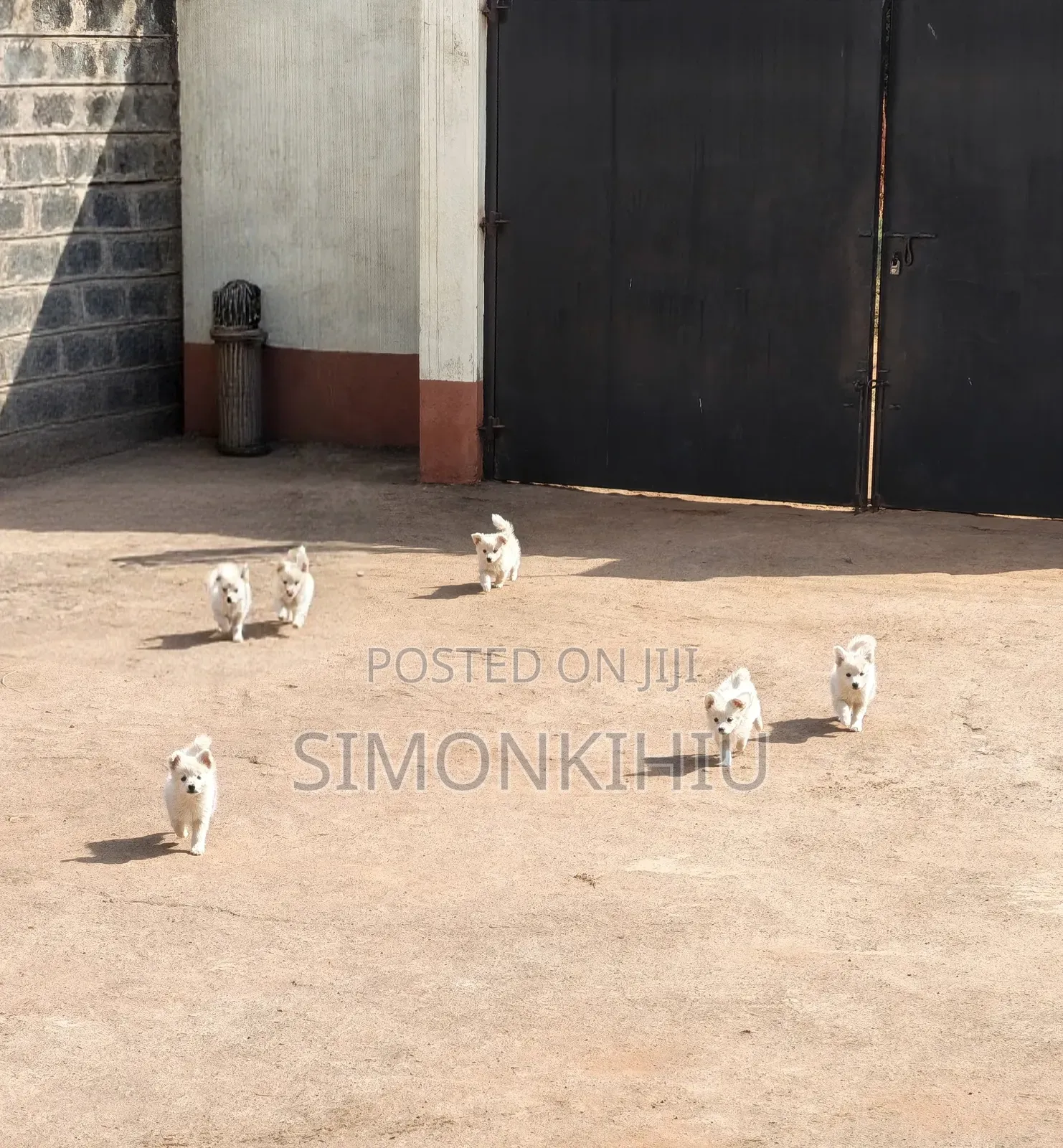 1-3 months Female Mixed Breed Japanese Spitz
