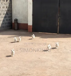 1-3 months Female Mixed Breed Japanese Spitz