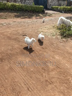 1-3 months Female Mixed Breed Japanese Spitz