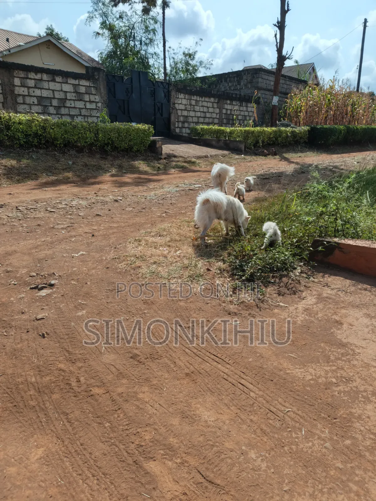 1-3 months Female Mixed Breed Japanese Spitz