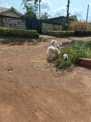 1-3 months Female Mixed Breed Japanese Spitz