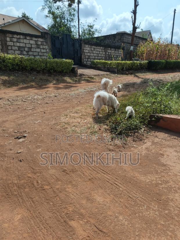 1-3 months Female Mixed Breed Japanese Spitz - thumbnail 4