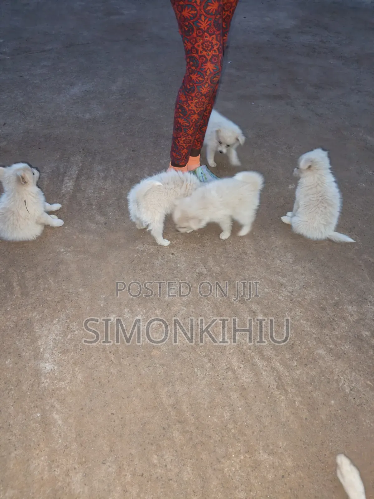 1-3 months Female Mixed Breed Japanese Spitz