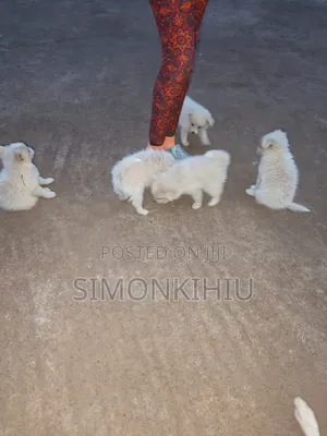 1-3 months Female Mixed Breed Japanese Spitz