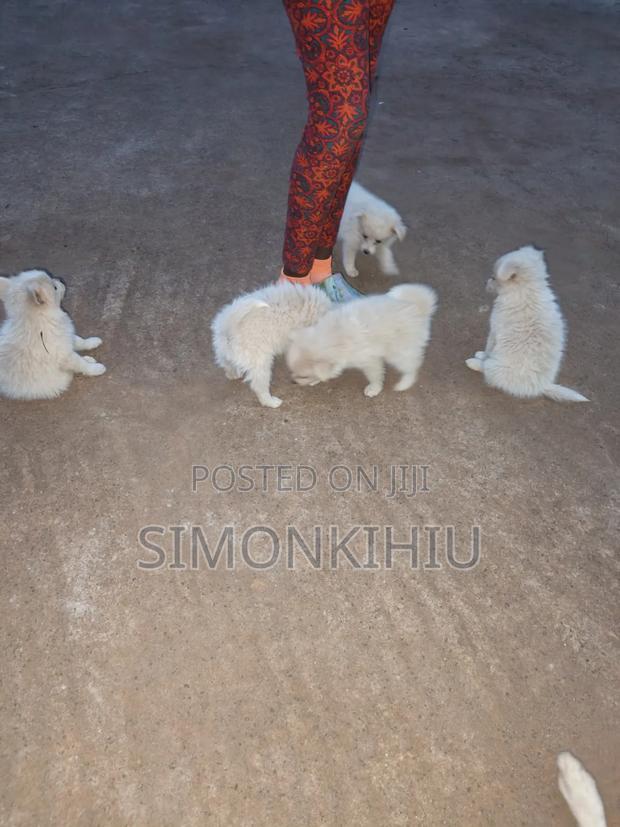 1-3 months Female Mixed Breed Japanese Spitz - thumbnail 5