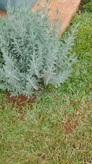 Land Scapiging and Gardenig Services
