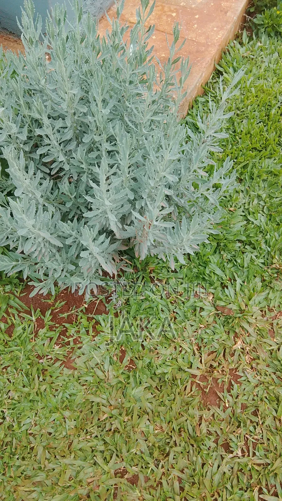 Land Scapiging and Gardenig Services