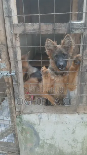 6-12 months Female Purebred German Shepherd