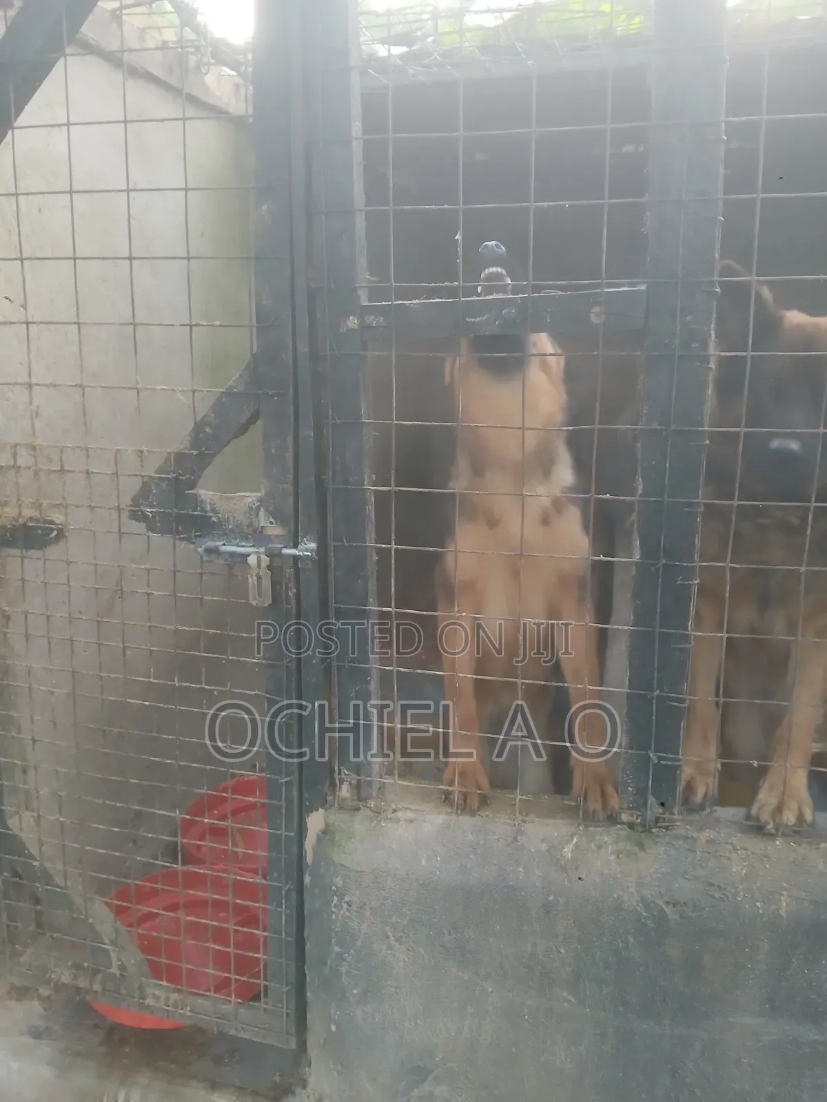 6-12 months Male Purebred German Shepherd