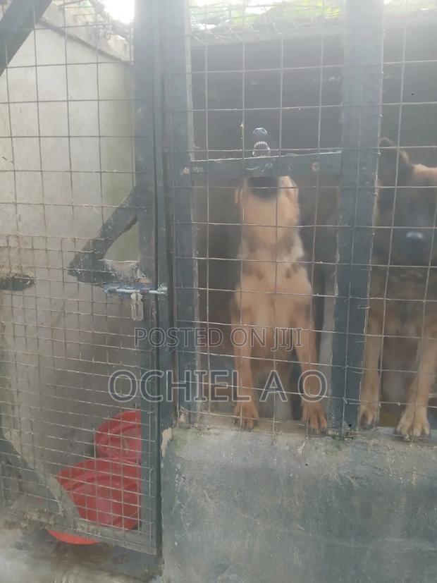 6-12 months Male Purebred German Shepherd - thumbnail 2