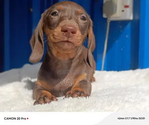 1-3 months Female Purebred Dachshund