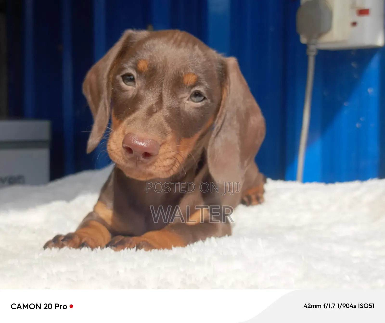 1-3 months Female Purebred Dachshund