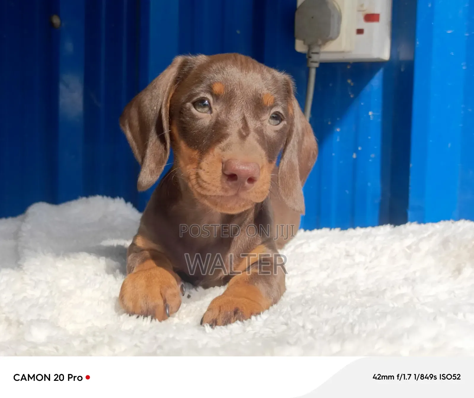 1-3 months Female Purebred Dachshund