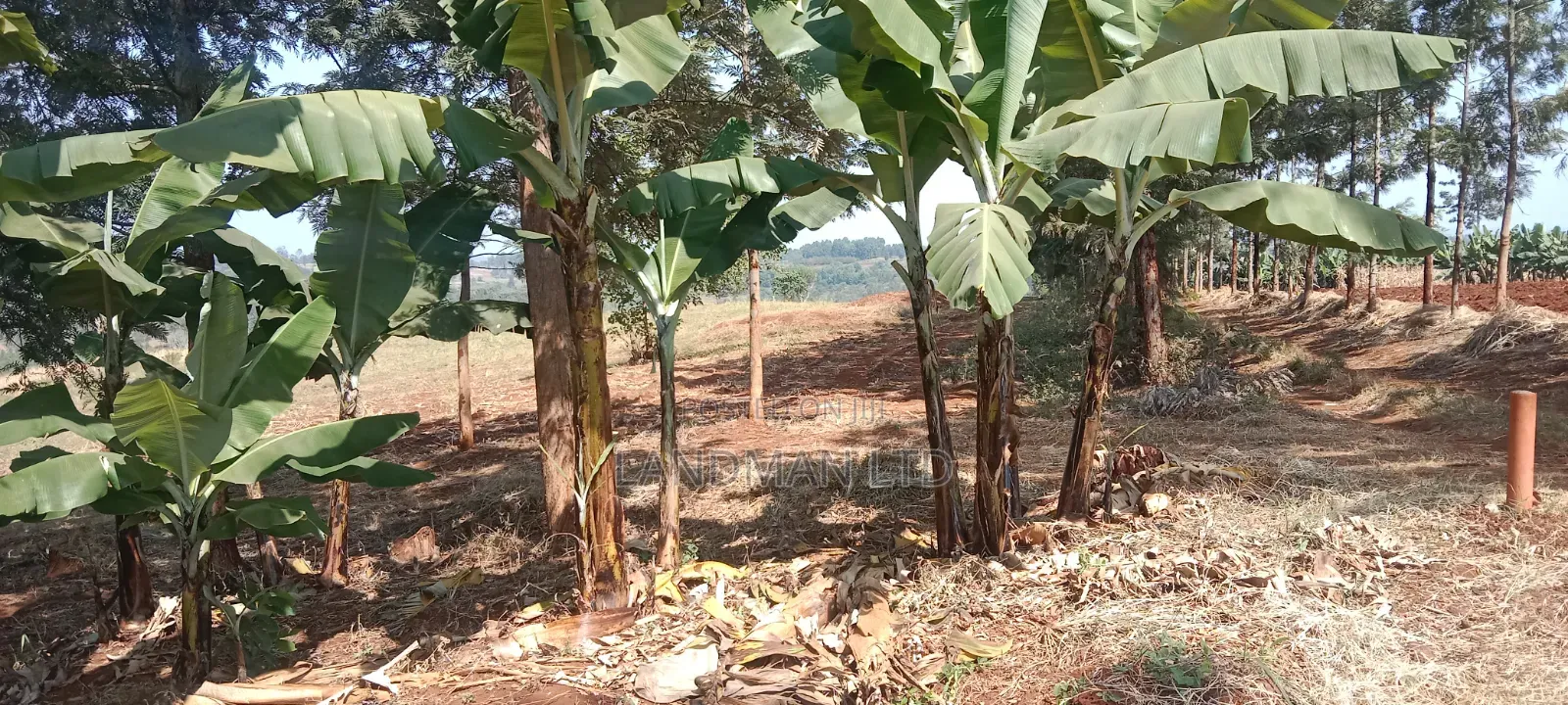10 Acs Maragua Samar on Tarmac