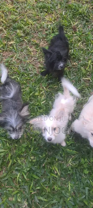 1-3 months Male Mixed Breed Japanese Spitz