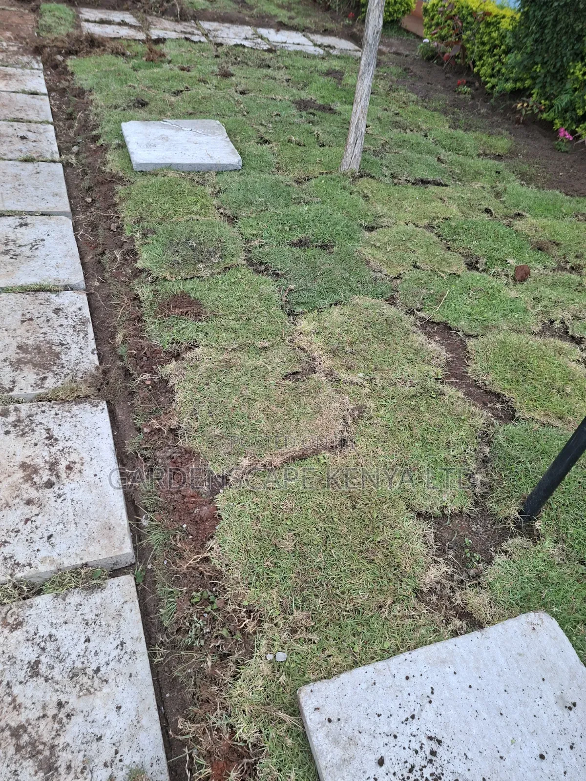 Carpet Grass(Kikuyu Grass) Per Piece