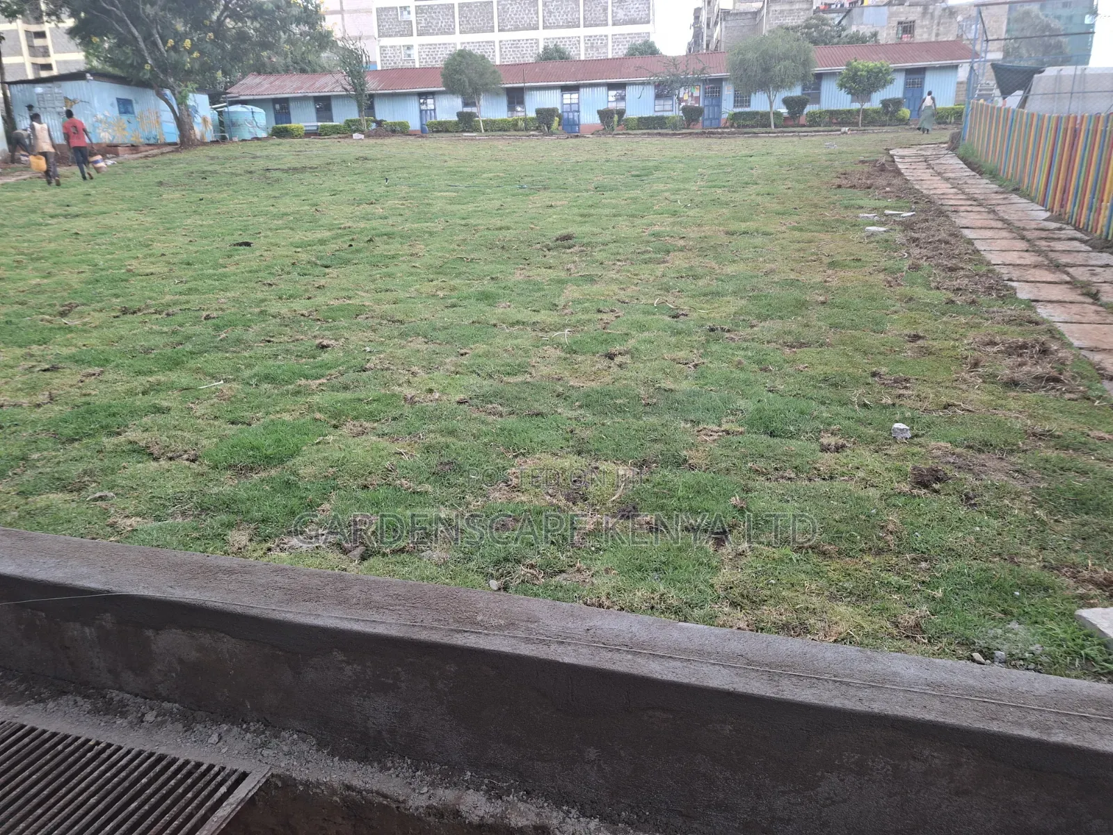Carpet Grass(Kikuyu Grass) Per Piece