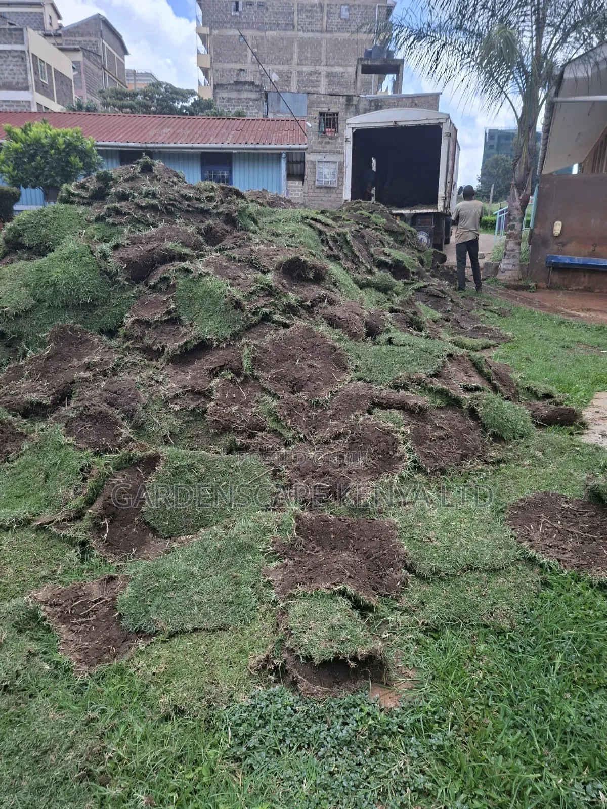 Carpet Grass(Kikuyu Grass) Per Piece