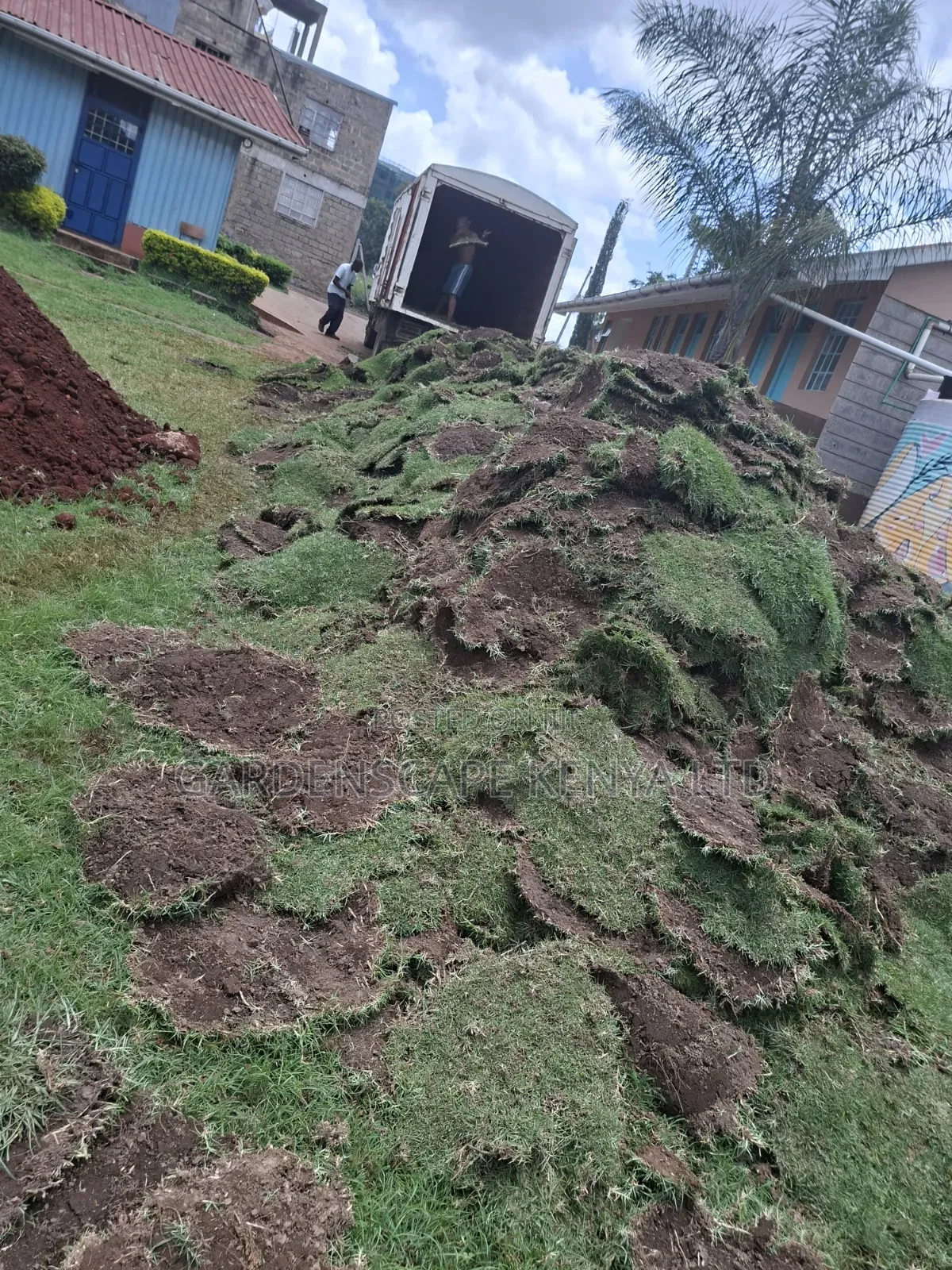 Carpet Grass(Kikuyu Grass) Per Piece