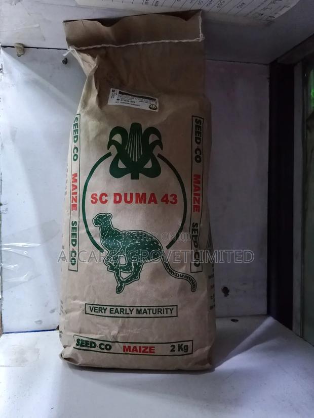 Duma 43 Maize Seeds 2kg - thumbnail 7