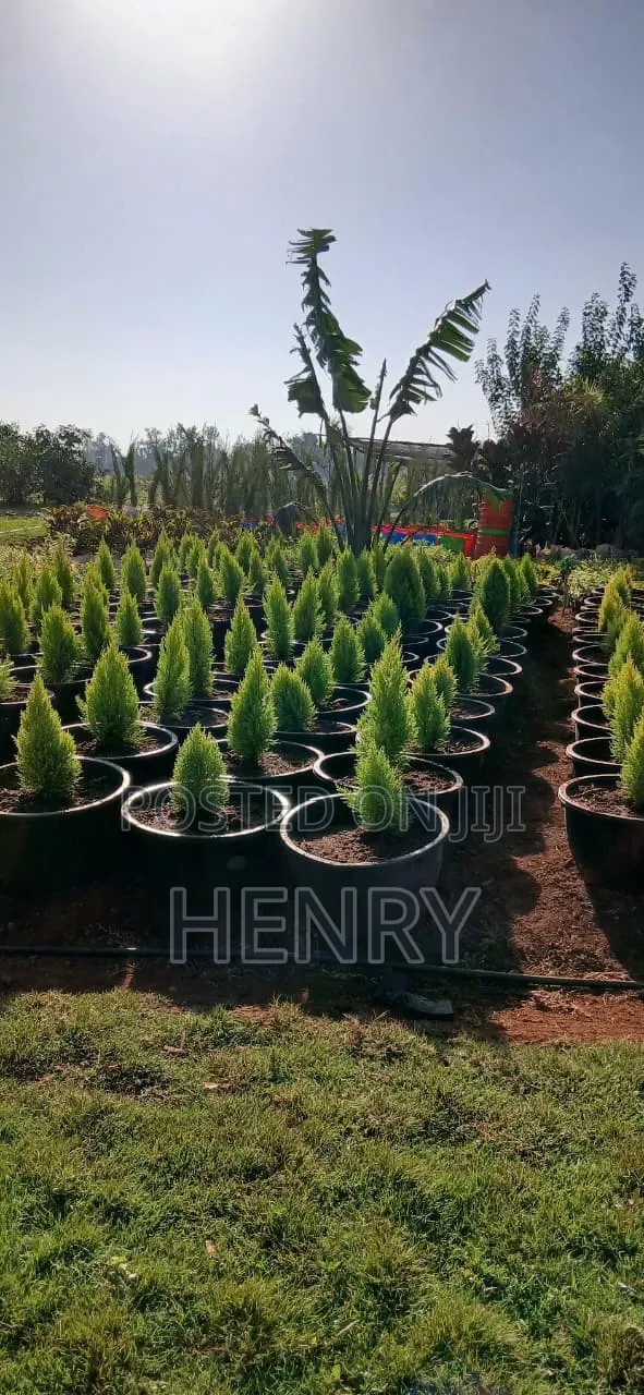 Landscaping and Gardening Services