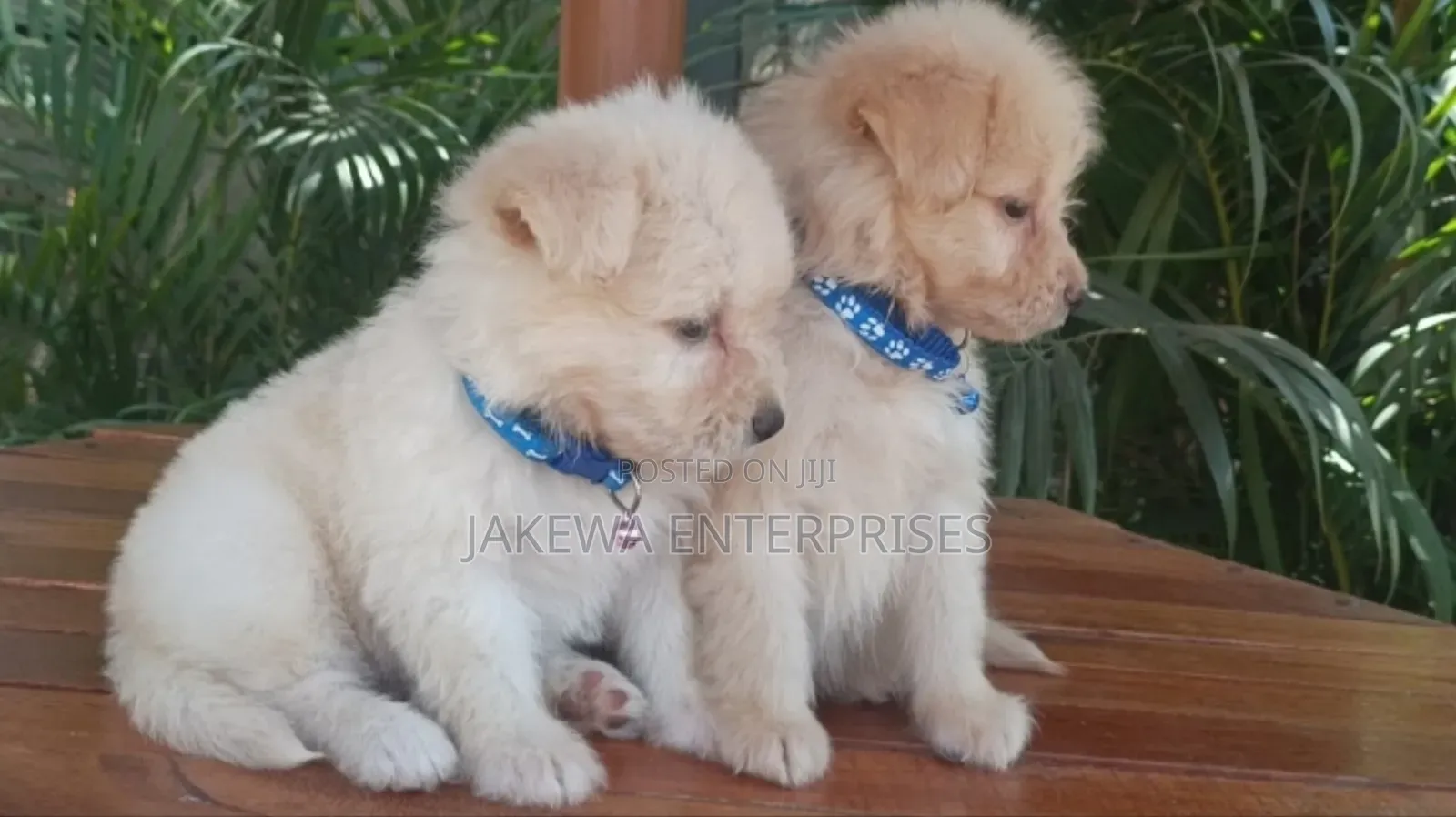 1-3 months Male Purebred Havanese