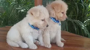 1-3 months Male Purebred Havanese