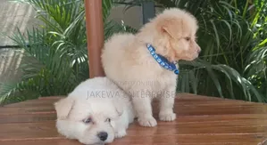 1-3 months Female Purebred Havanese