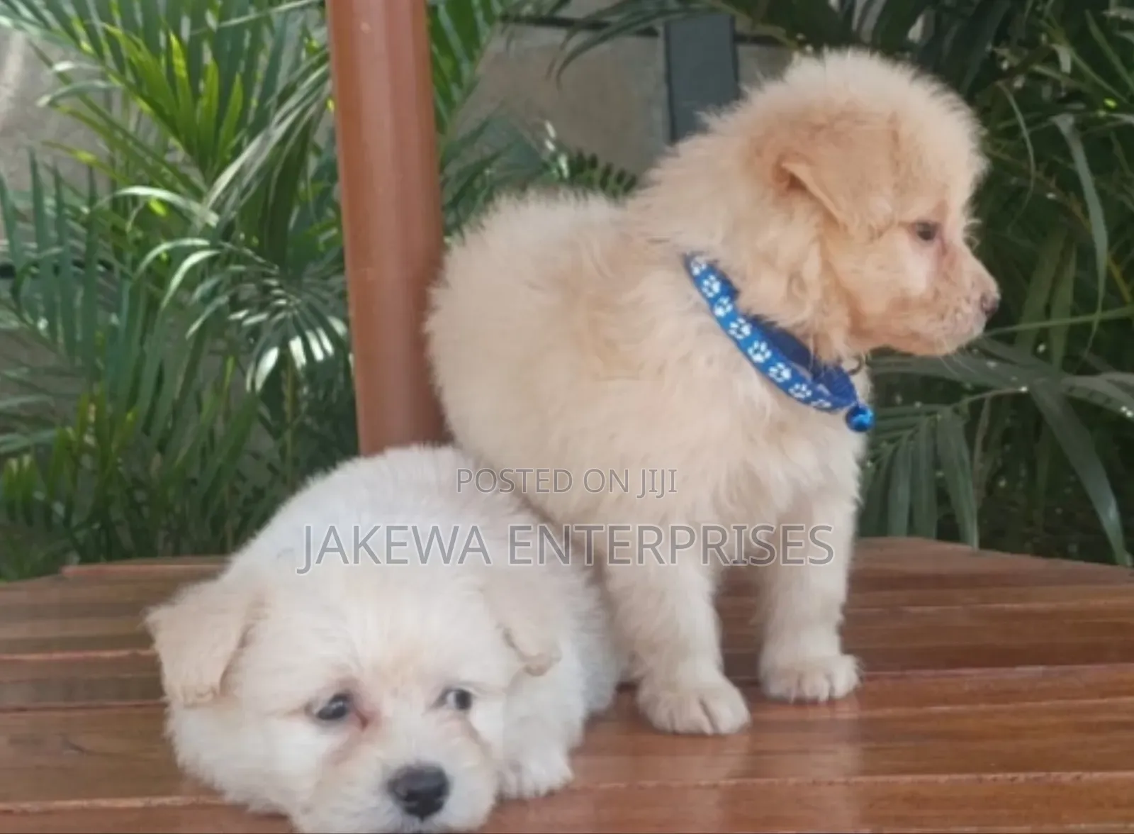 1-3 months Male Purebred Havanese