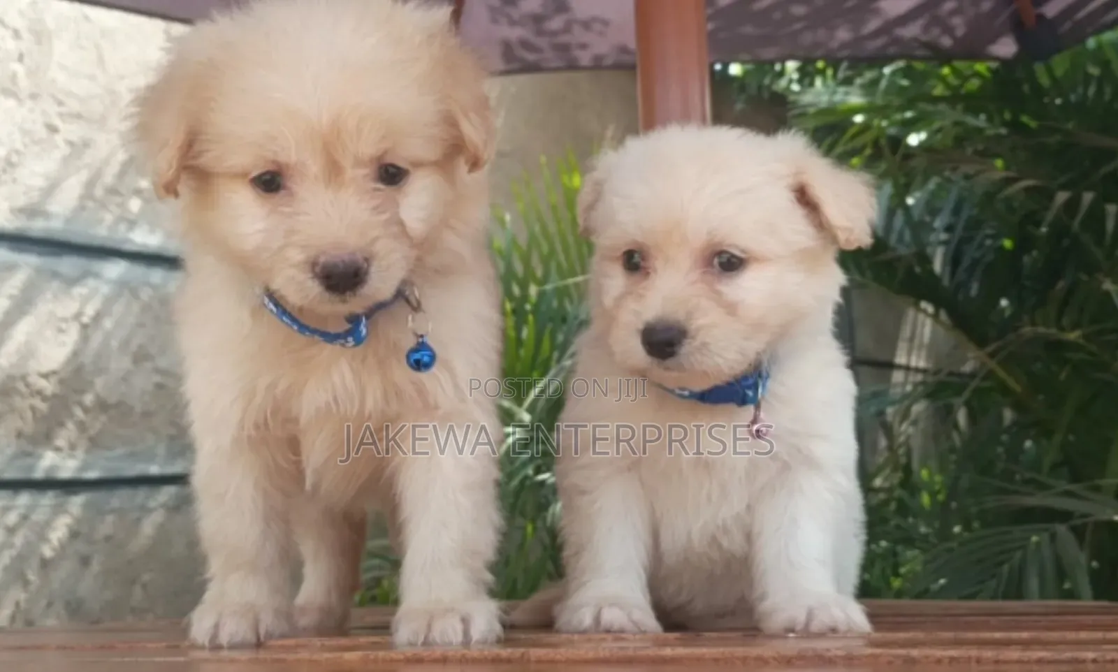 1-3 months Female Purebred Havanese