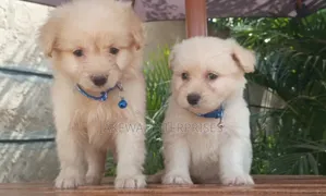 1-3 months Female Purebred Havanese