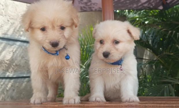 1-3 months Female Purebred Havanese