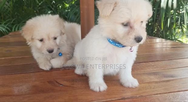 1-3 months Male Purebred Havanese